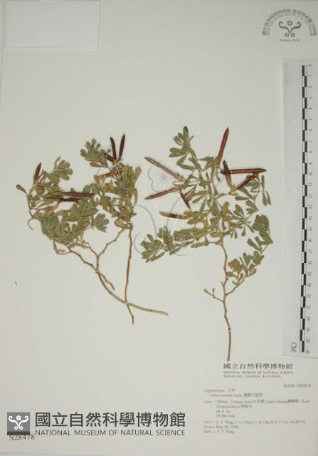 蘭嶼百脈根藏品圖，第1張