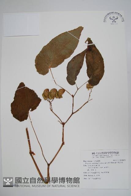 霧台秋海棠藏品圖，第1張