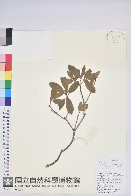 碟花杜鵑藏品圖，第1張