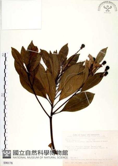 恆春楨楠藏品圖，第1張