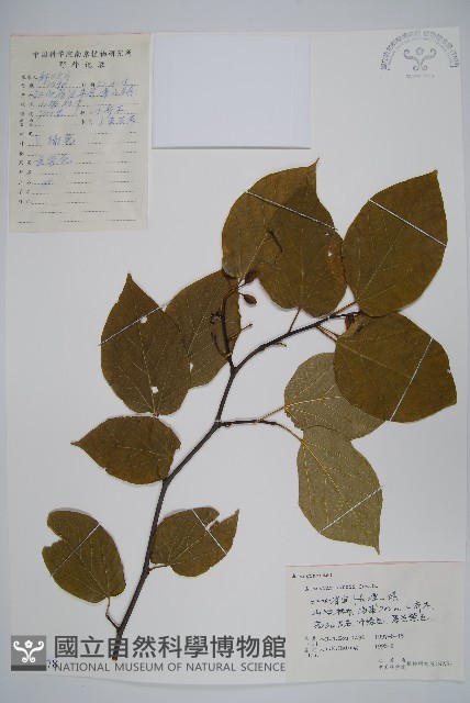 長毛八角楓藏品圖，第1張