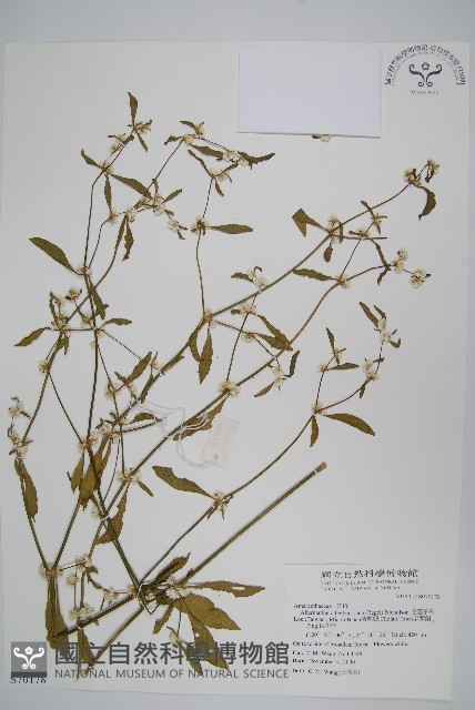 毛蓮子草藏品圖，第1張
