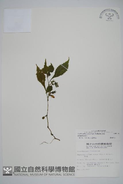 曲莖馬藍藏品圖，第1張