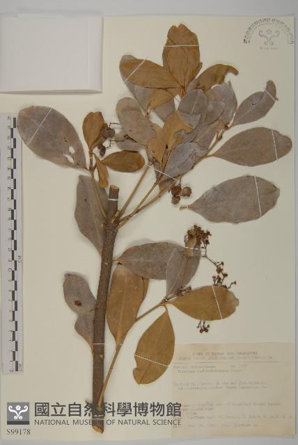 交趾衛矛藏品圖，第1張