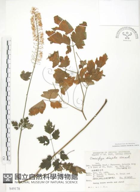 單穗升麻藏品圖，第1張