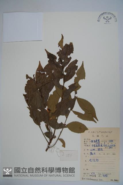 四川冬青藏品圖，第1張