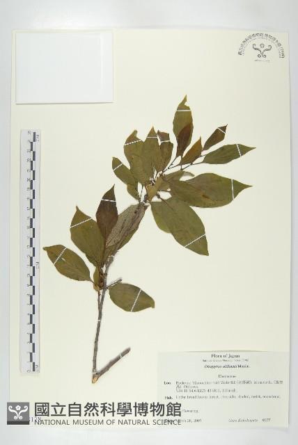 俄氏柿藏品圖，第1張