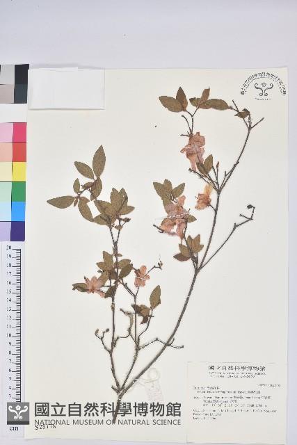 南澳杜鵑藏品圖，第1張