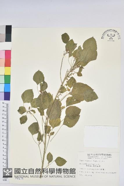 鐵莧菜藏品圖，第1張