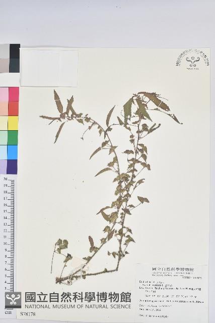 鐵莧菜藏品圖，第1張