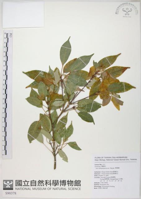 樟葉槭, 飛蛾子樹藏品圖，第1張