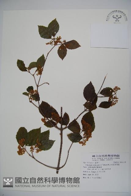 紅子莢迷藏品圖，第1張