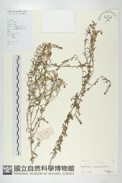 獨行菜藏品圖，第1張