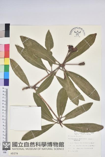 臺灣杜鵑藏品圖，第1張