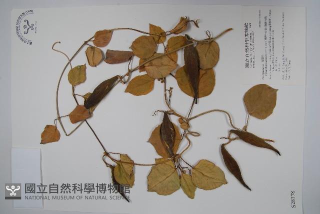 蘭嶼牛皮消、蘭嶼白薇藏品圖，第1張