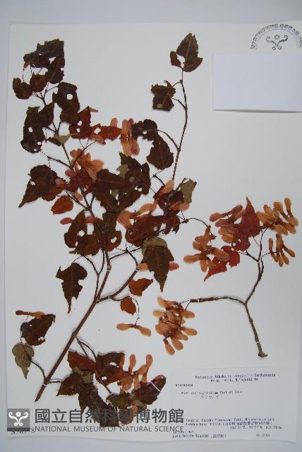 山楂葉槭藏品圖，第1張