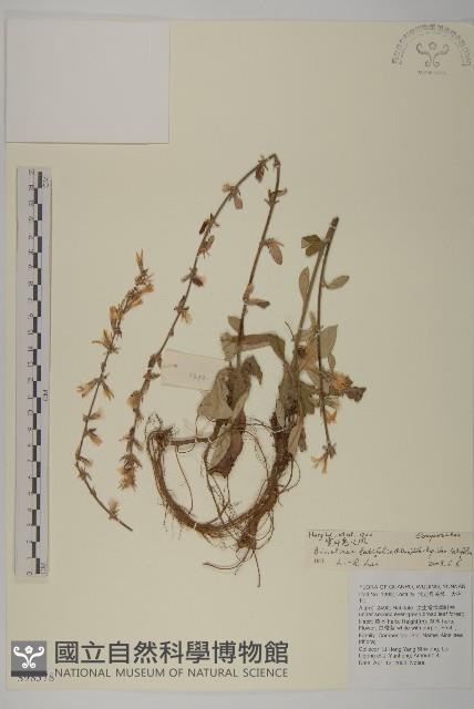 台灣鬼督郵藏品圖，第1張