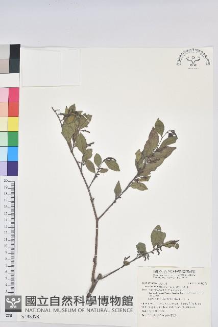 南仁五月茶藏品圖，第1張