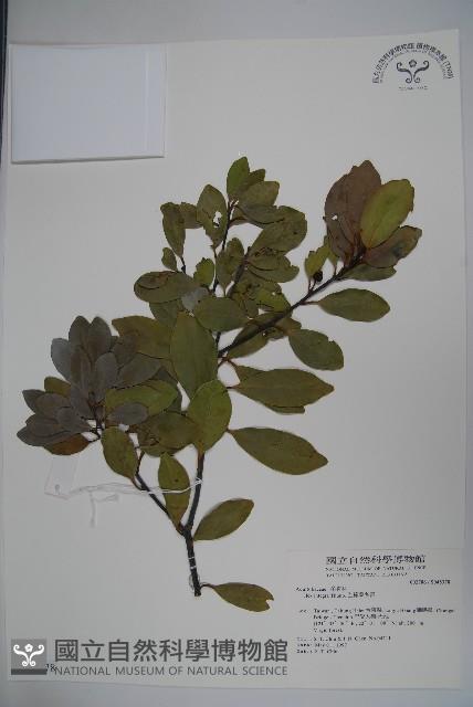 全緣葉冬青藏品圖，第1張