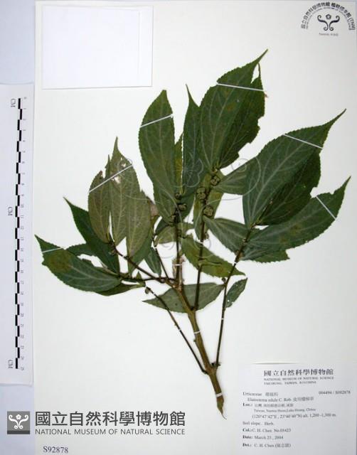 食用樓梯草藏品圖，第1張