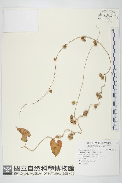 白花牽牛藏品圖，第1張