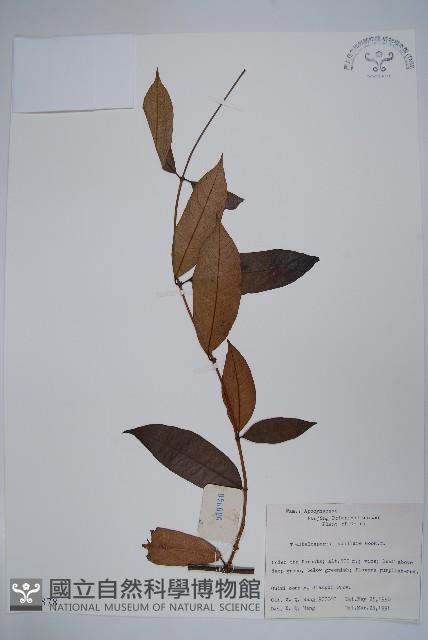 紫花絡石藏品圖，第1張