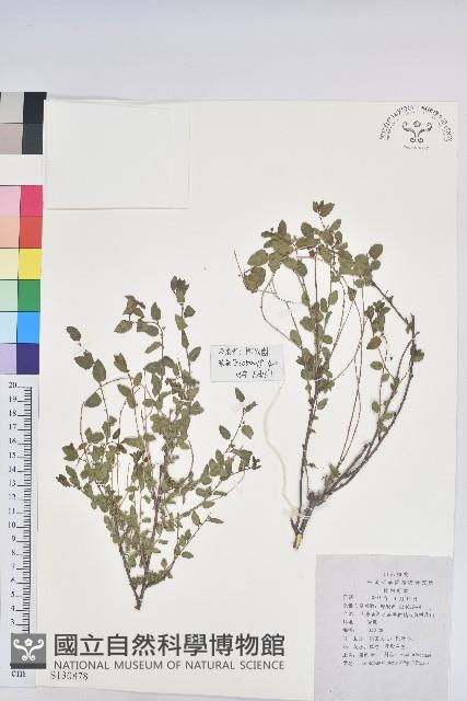 雀兒舌頭藏品圖，第1張