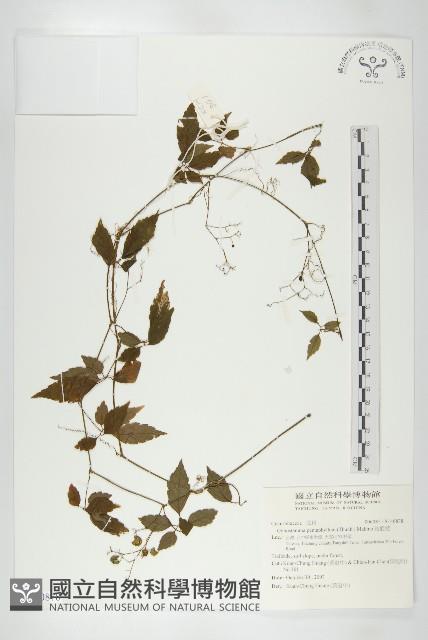 絞股藍藏品圖，第1張