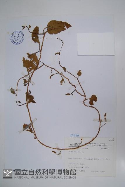 落葵藏品圖，第1張