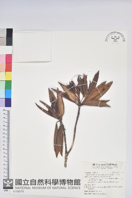 玉山杜鵑藏品圖，第1張