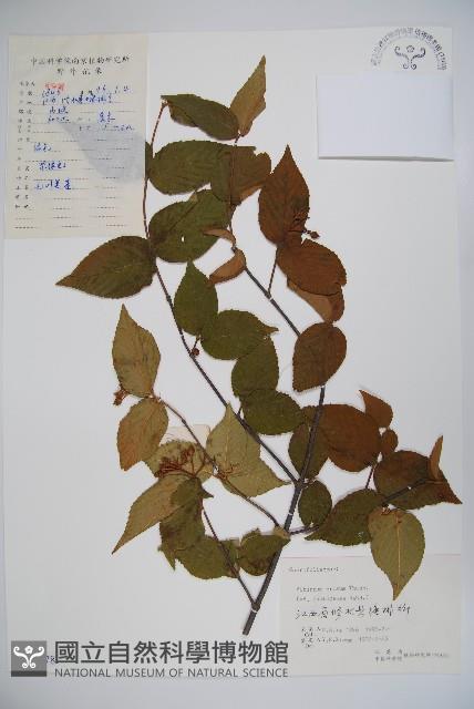 松田氏莢迷、宜昌莢迷藏品圖，第1張