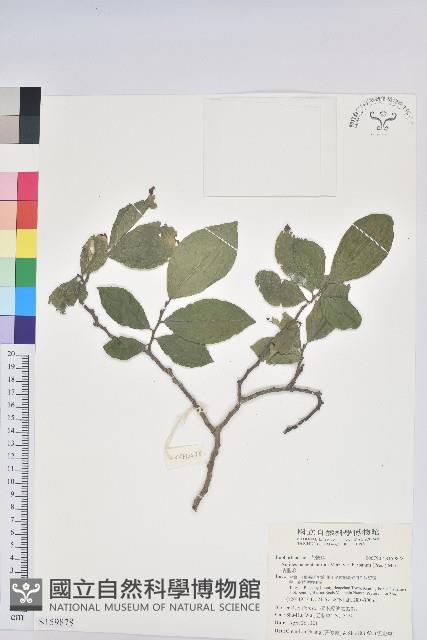 枯里珍藏品圖，第1張