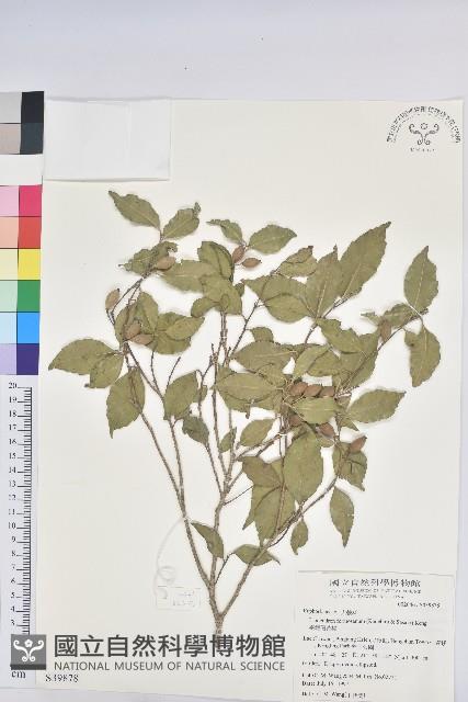 臺灣假黃楊藏品圖，第1張