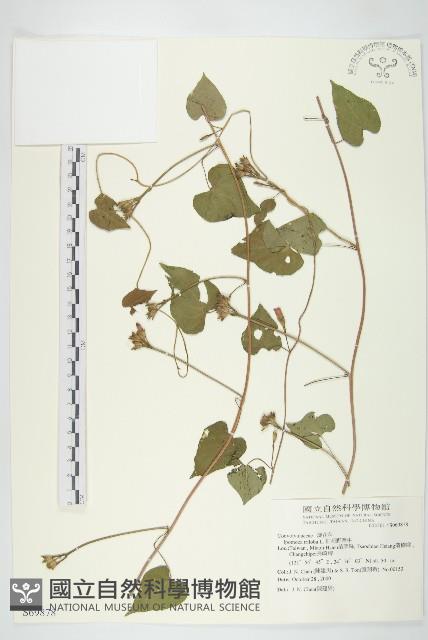 紅花野牽牛藏品圖，第1張