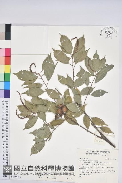 油葉石櫟藏品圖，第1張