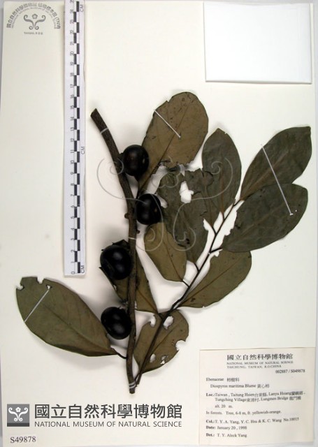 黃心柿藏品圖，第1張