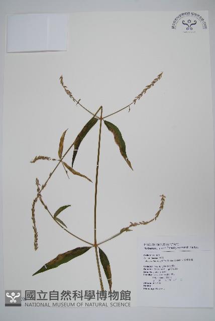 柳葉牛膝藏品圖，第1張