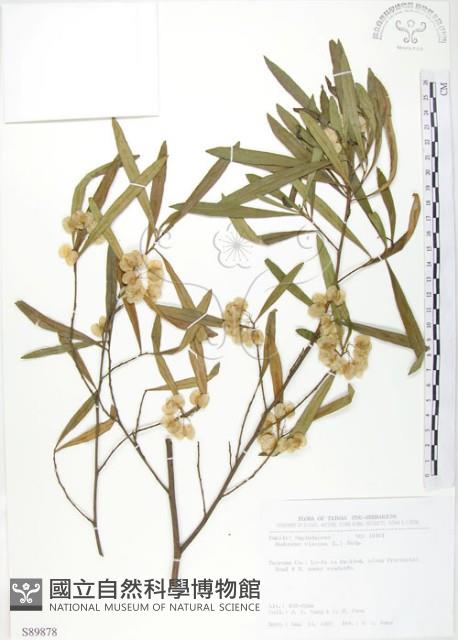 車桑子藏品圖，第1張