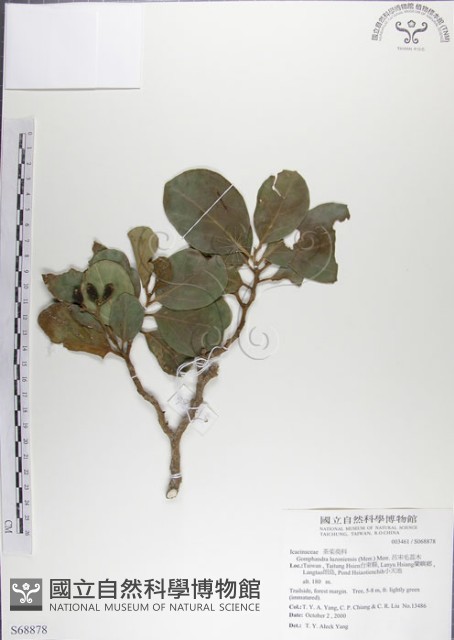 呂宋毛蕊木藏品圖，第1張
