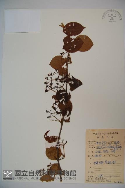 南方莢迷藏品圖，第1張