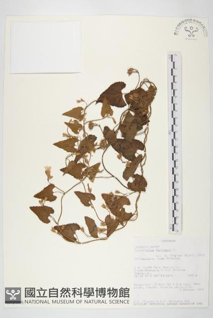 登錄號:S093878藏品圖，第1張