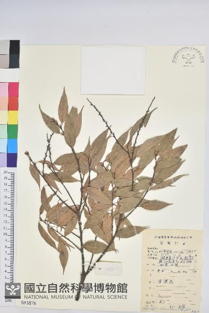 長尾栲、長尾柯、長尾尖葉櫧藏品圖，第1張