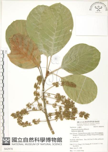 蘭嶼山欖, 大葉樹青藏品圖，第1張