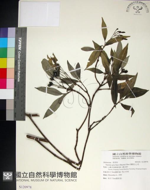 薄葉玉心花藏品圖，第1張