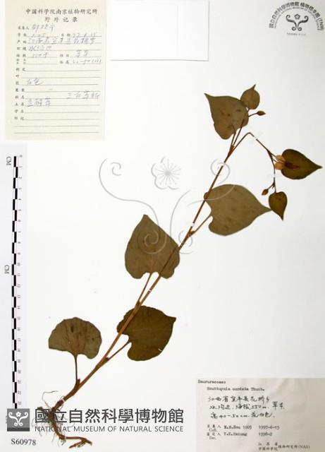 臭腥草、蕺菜藏品圖，第1張