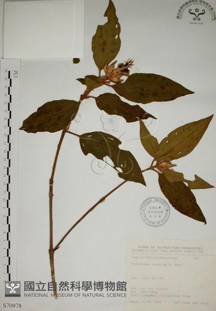 野牡丹藏品圖，第1張