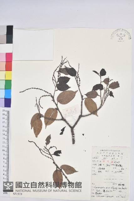 反刺苦櫧藏品圖，第1張