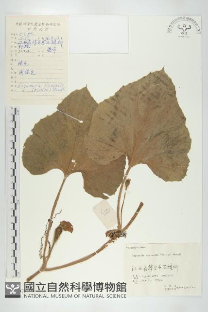 小葫蘆藏品圖，第1張