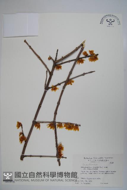 臘梅藏品圖，第1張