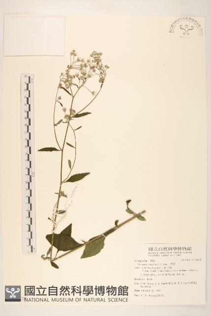 一枝香藏品圖，第1張